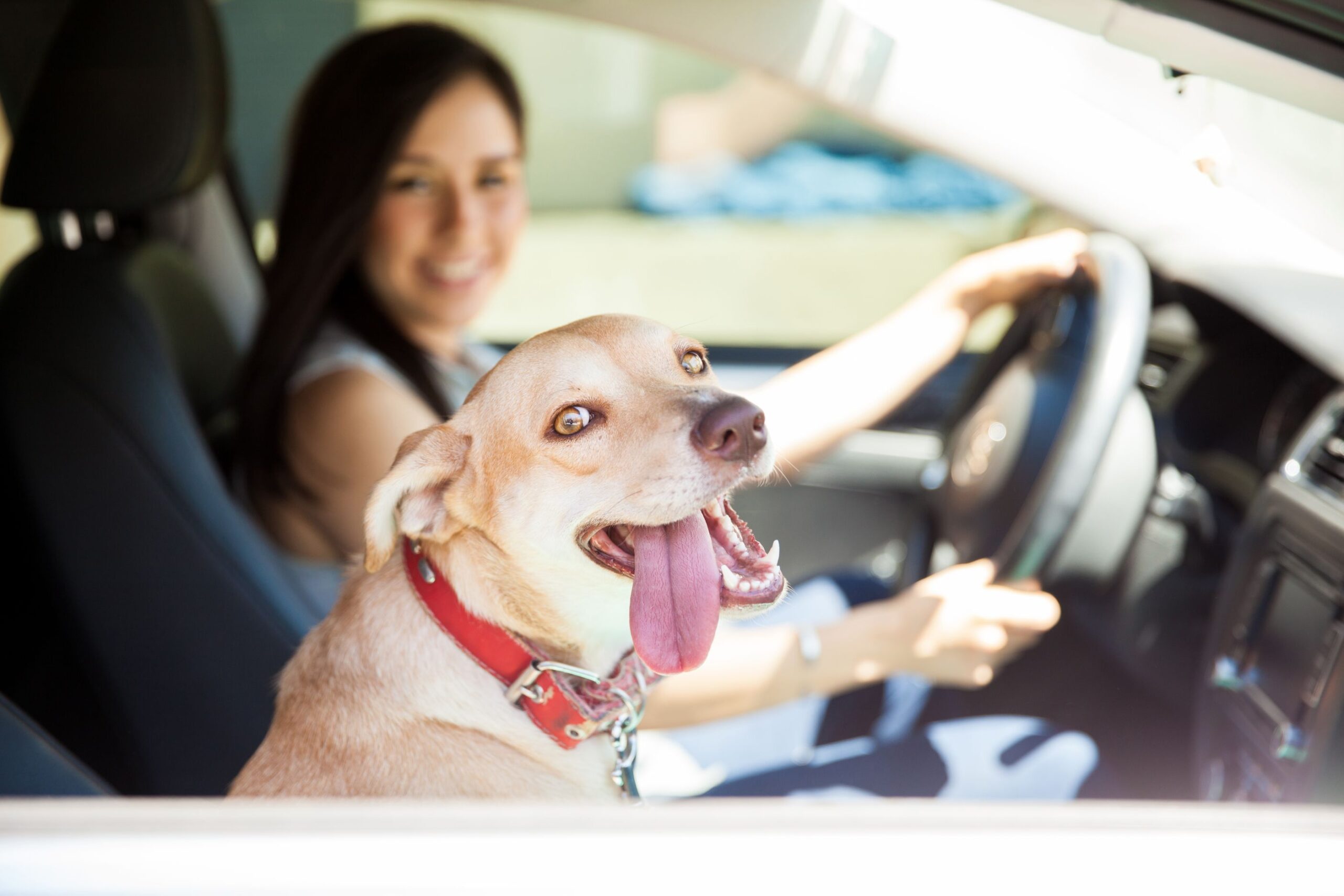 Driving With Your Pet Can Be Fun, but Is It Safe? - Beverly Hills Veterinary Associates, Beverly Hills, MI | Beverly Hills Veterinary Associates, Beverly Hills, MI